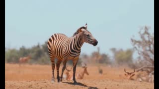 A Zebra Standing Near Birds At A Water Hole