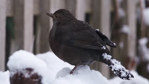 Snow Bird