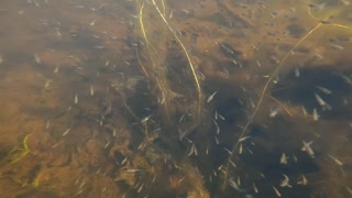 Schooling Fish