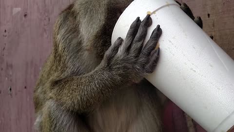 Pet Monkeys Drink Coffee