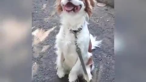 funny pet running videos dog training