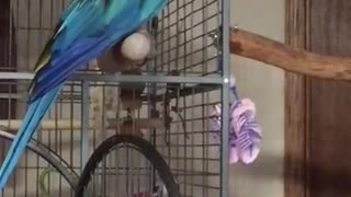 parrot looking for owner