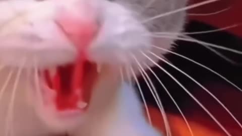 Funny and Cute Cats Videos #251