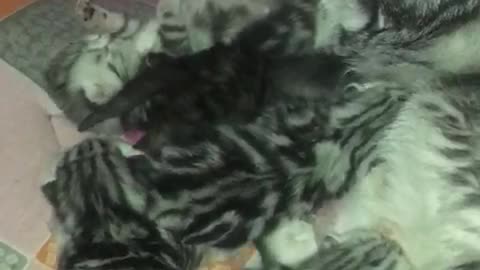 Newborn Kittens - So cute Baby Cat