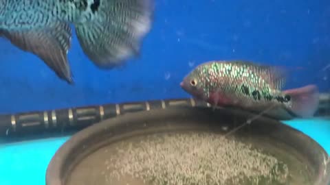 Lou han fish (flowerhorn) 1