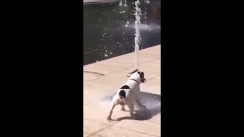 cute puppy dancing with flow of water