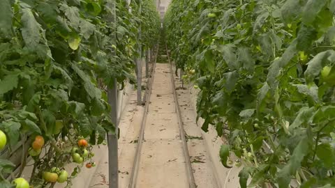 Growing organic tomatoes in green houses