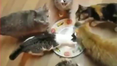 cat_funny_videos