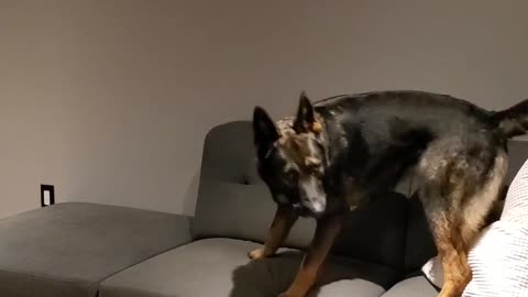 German Shepherd saves home from intruder