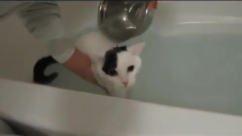 Cats Saying No To Baths video