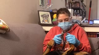 Relaxed doggy has the best spa treatment at home