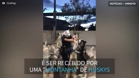 Huskys dão boas-vindas ao dono