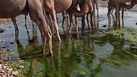 Herd of Camels