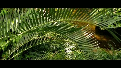 FOREST | Cinematografic