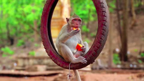 Adorable baby monkey like to eat yummy fruit
