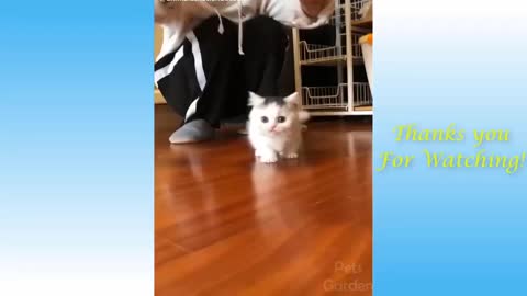 funny videos of cute animals cat and dog