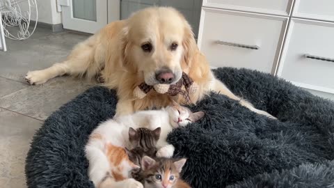 How the Golden Retriever and New Tiny Kittens Became Best Friends [Cutest Compilation]