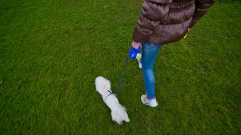 Puppy walk with owner on leash. POV view walking next to person taking out cute white Maltese dog