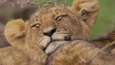 Close Up of Sleepy Lion Cub--FH