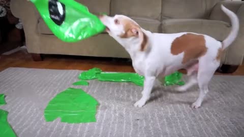 Dog Pranked with Alien. Funny Dog Maymo