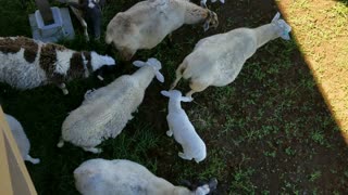 Family of Sheep