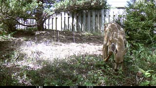 The Baby Deer