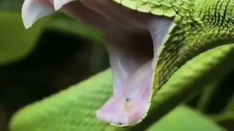 How amazing this snake🐍