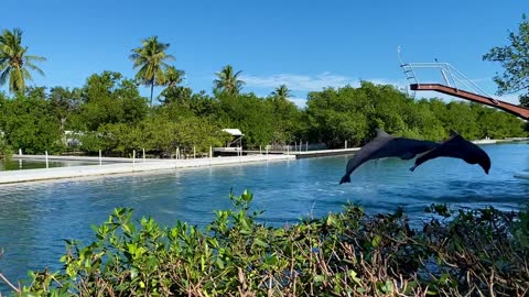 watch beautiful dolphins jumping in the water