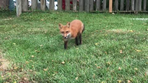 Inquisitive, Urban, Beautiful fox walks up to photographer