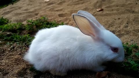 🐇🐇💖Adorable Baby Rabbits Loving Pets [Part 12]💖🐇🐇