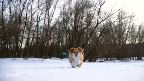 dogs running