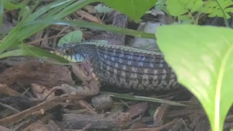 Snake having breakfast right off our front porch