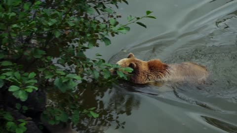 Brown Bear Runnin In water........