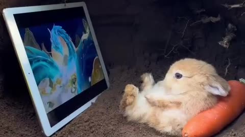Cute bunny watching shows 🥹