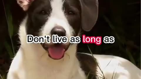 Live Life Like a Dog | Neil deGrasse Tyson