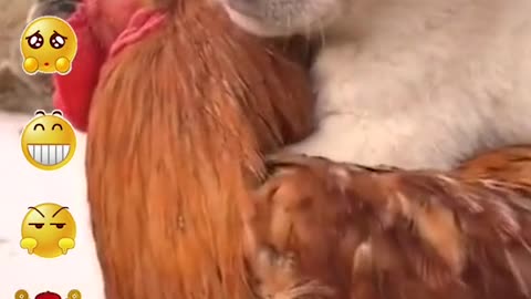 Puppy and rooster can also be good friend