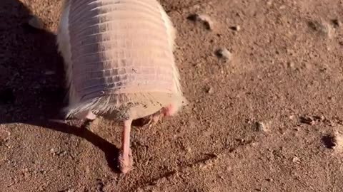 Encounter With a Rare Pink Fairy Armadillo