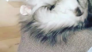 White fluffy cat falls off bed