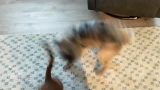 Small dog fight