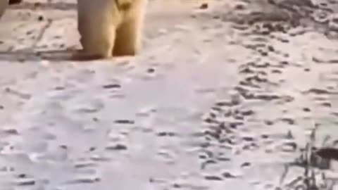 amazing Bear (popular video) 2021 #shorts