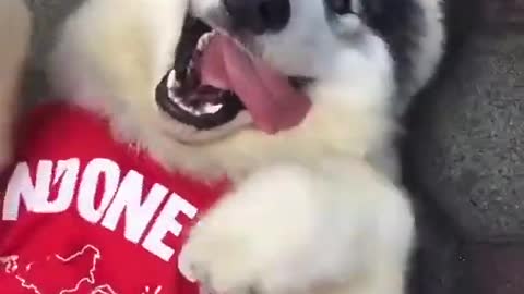 Cute Husky is ready to enjoy Christmas party