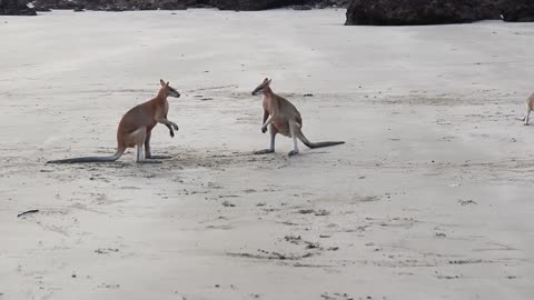 Wallabies Fighting Over Female on the Beach