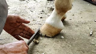 Restoring a Horse's Hoof