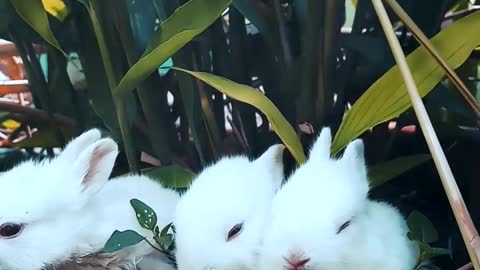 Funny Rabbits Resting On A Pot With A Plant