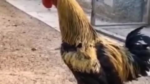 Funnyanimals - Funny Cock Falls | #Funnyanimals #funnyvedios #fun #comedy #funnyrumblevedios