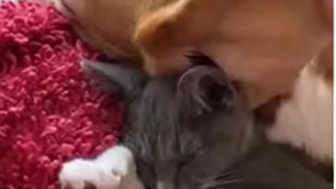 A cat using a dog’s ear as a blanket #shorts #subscribe #like #explore #catanddog