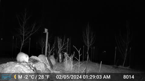 Trail Cam - Two Opossums