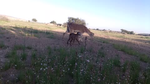 the first steps for baby goat