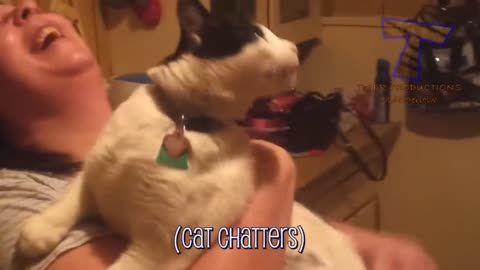 BEST FUNNY CATS VIDEO! TIME FOR SUPER LAUGH!