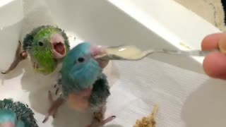 These Hungry Baby Parrots Give The Formula An Approving Nod